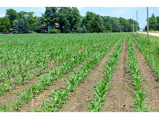 Property photo 117 - LAND AUCTION - 700+/- ACRES OFFERED IN 16 TRACTS IN ALLEN COUNTY, INDIANA